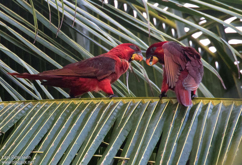 Cardinal Loryadult, identification