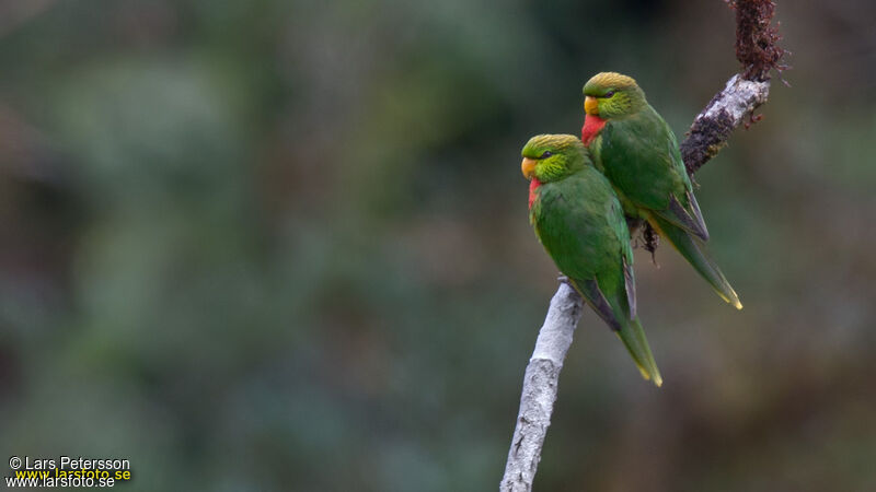 Yellow-billed Lorikeet