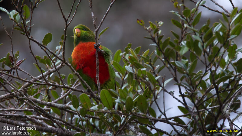 Orange-billed Lorikeet