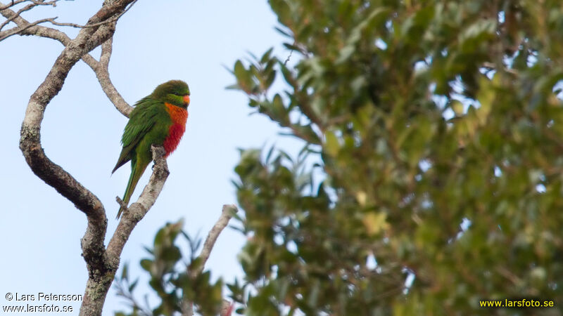 Orange-billed Lorikeet