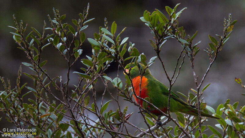 Orange-billed Lorikeet