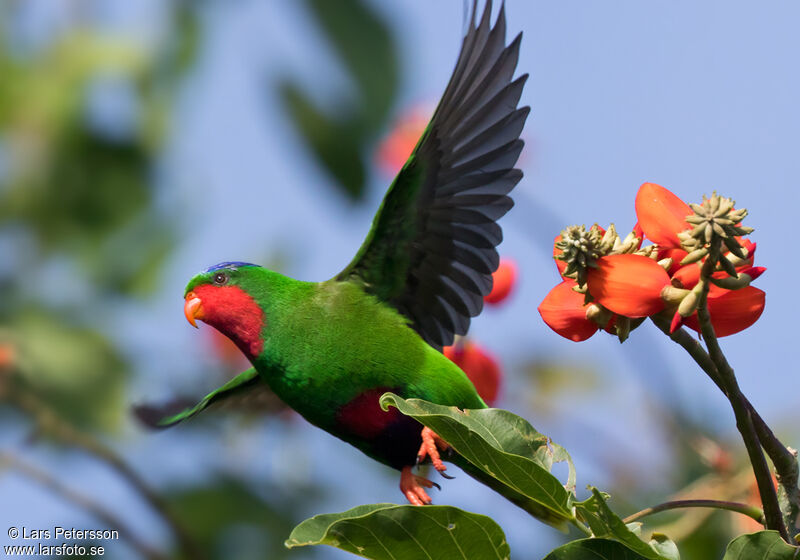 Blue-crowned Lorikeet