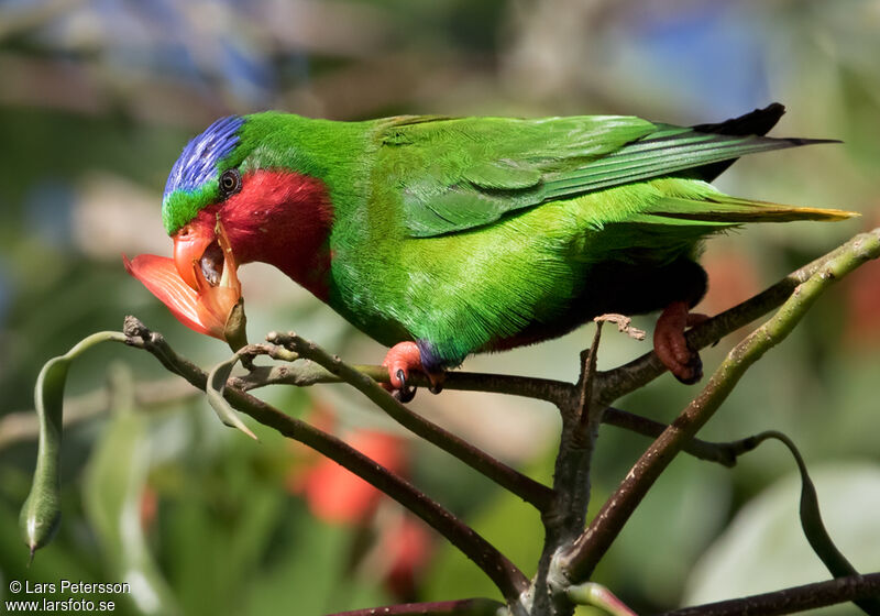 Blue-crowned Lorikeet