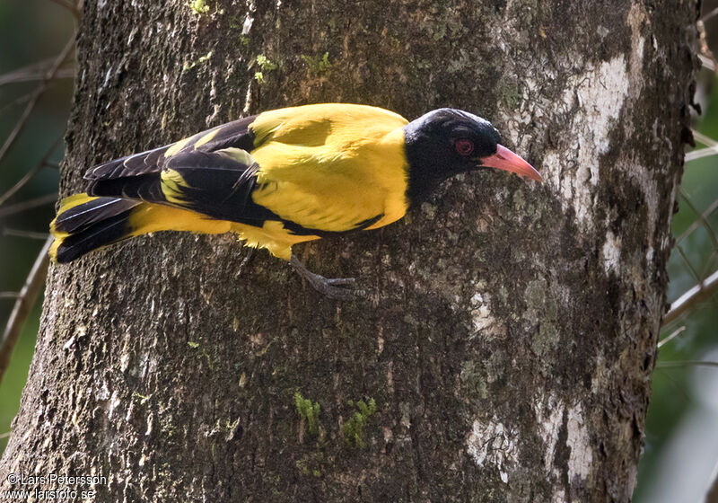 Black-hooded Oriole