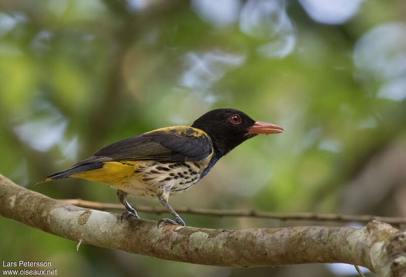 Dark-throated Oriole male adult, identification