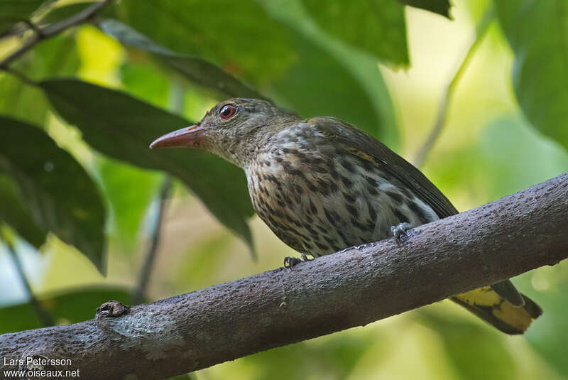 Dark-throated Orioleimmature, identification