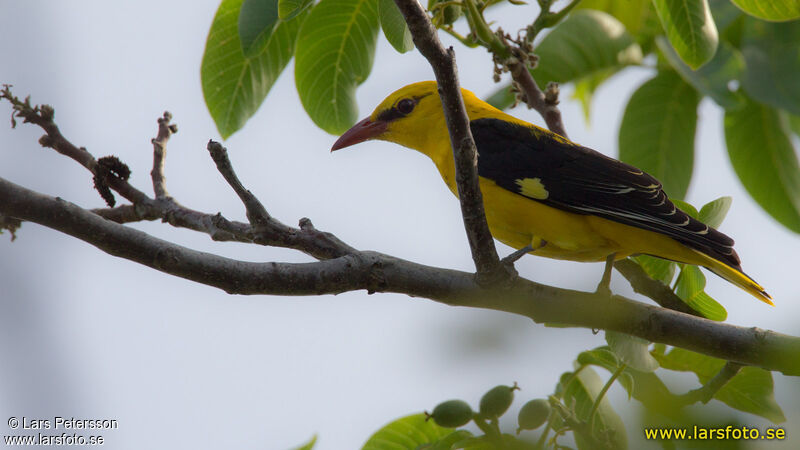 Eurasian Golden Oriole