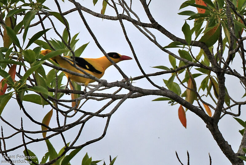 Black-naped Oriole