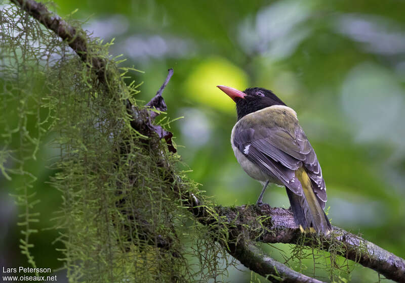 Loriot de Sao Toméadulte, identification