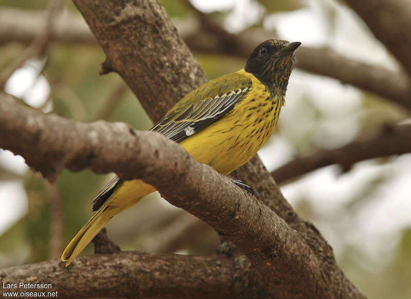 Black-headed Orioleimmature