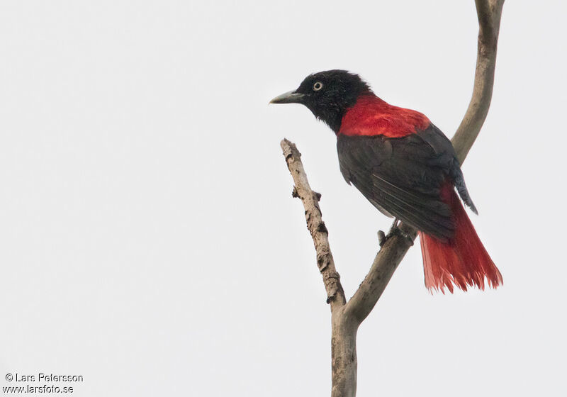 Maroon Oriole