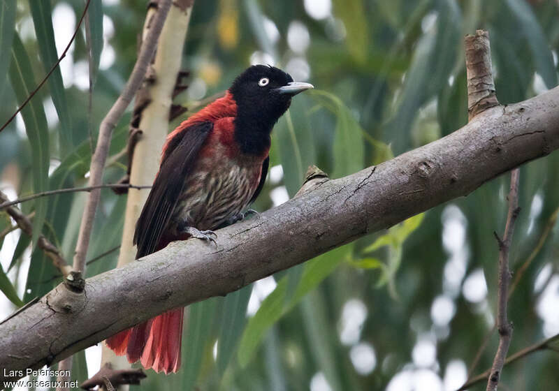 Loriot pourpré femelle adulte, identification