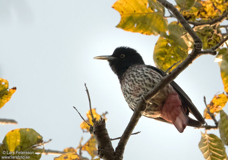 Maroon Oriole