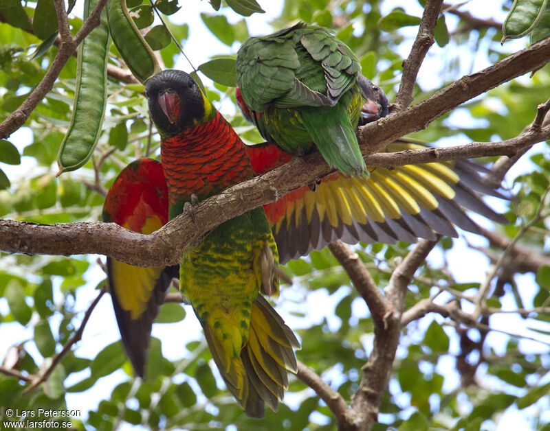 Coconut Lorikeet