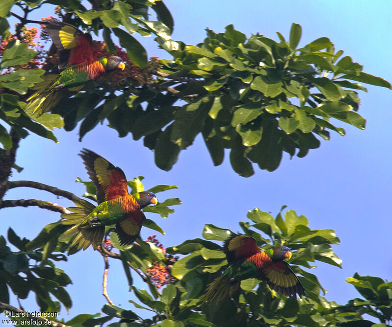 Loriquet à tête bleue