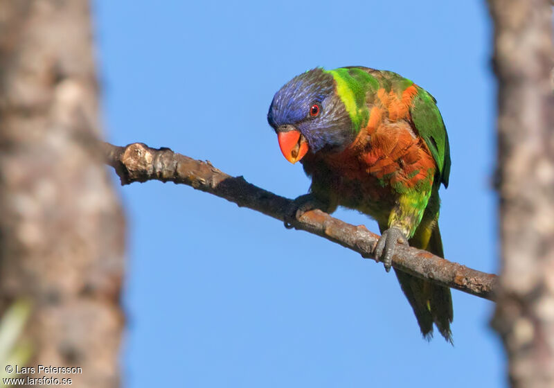 Loriquet à tête bleue