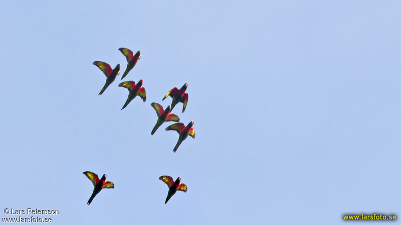 Loriquet à tête bleue