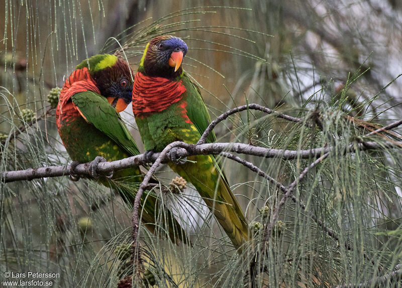 Coconut Lorikeet