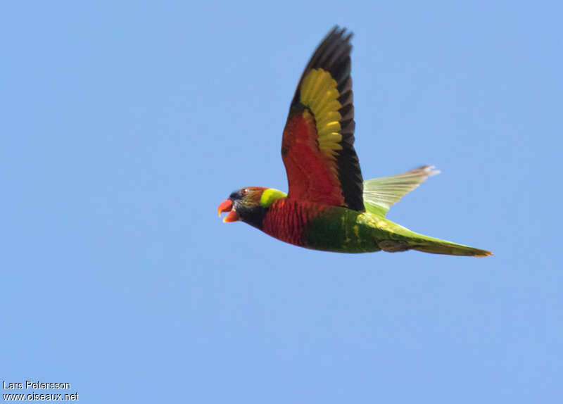 Coconut Lorikeetadult, Flight