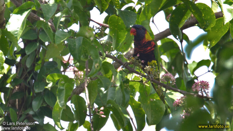 Loriquet de Biak