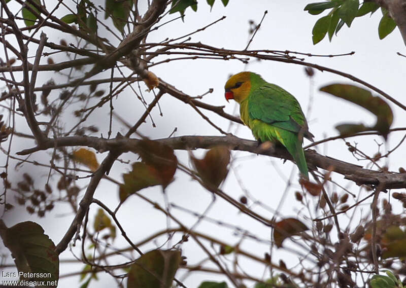 Olive-headed Lorikeetadult