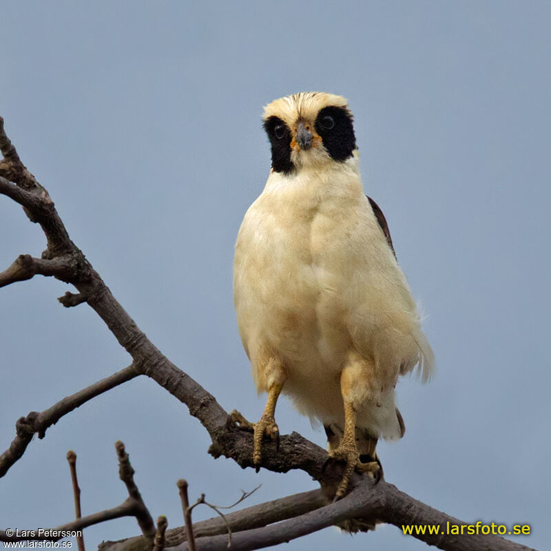 Laughing Falcon