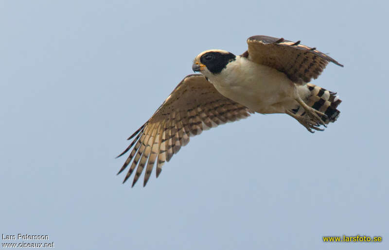 Laughing Falcon, pigmentation, Flight