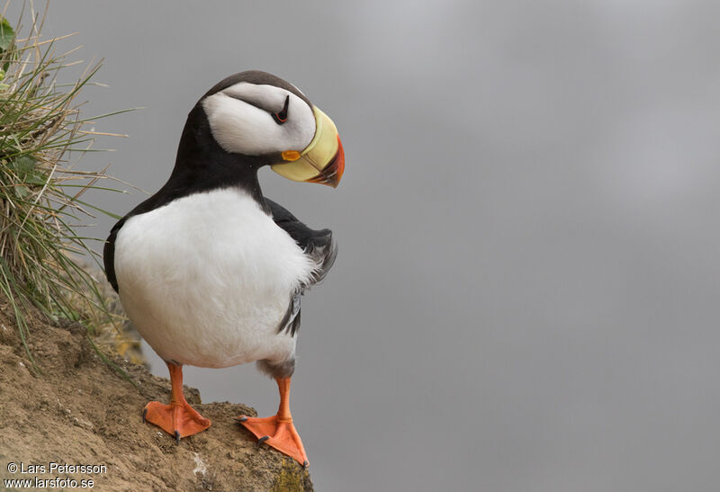 Horned Puffin