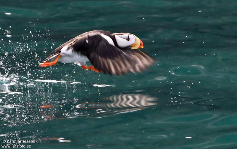 Horned Puffin