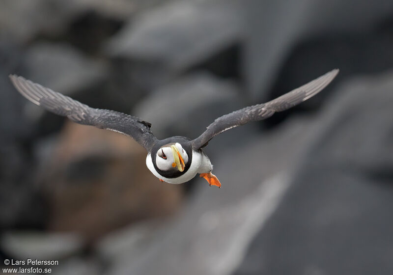 Horned Puffin