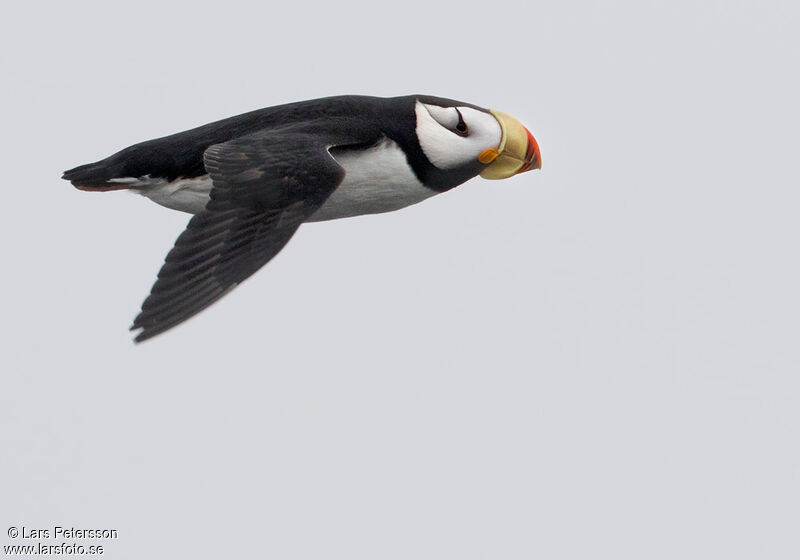 Horned Puffin