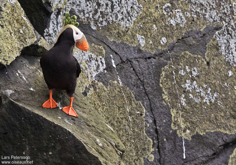 Tufted Puffinadult breeding, habitat, pigmentation