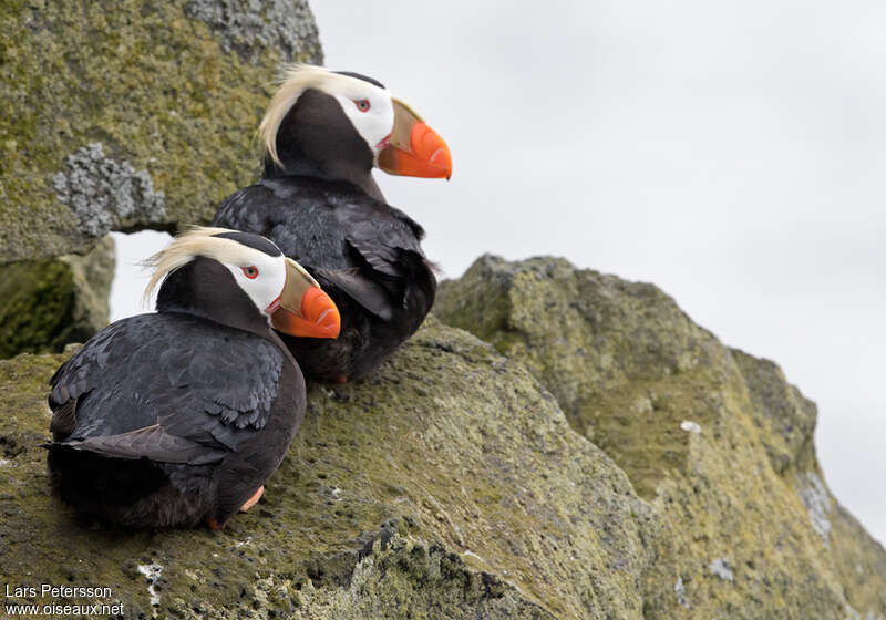 Tufted Puffin, habitat, pigmentation, Behaviour