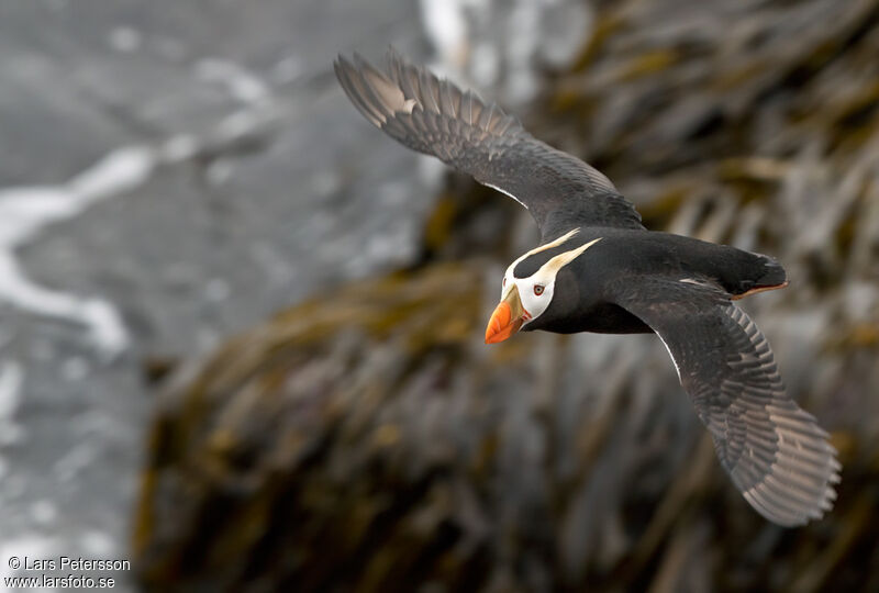 Tufted Puffin