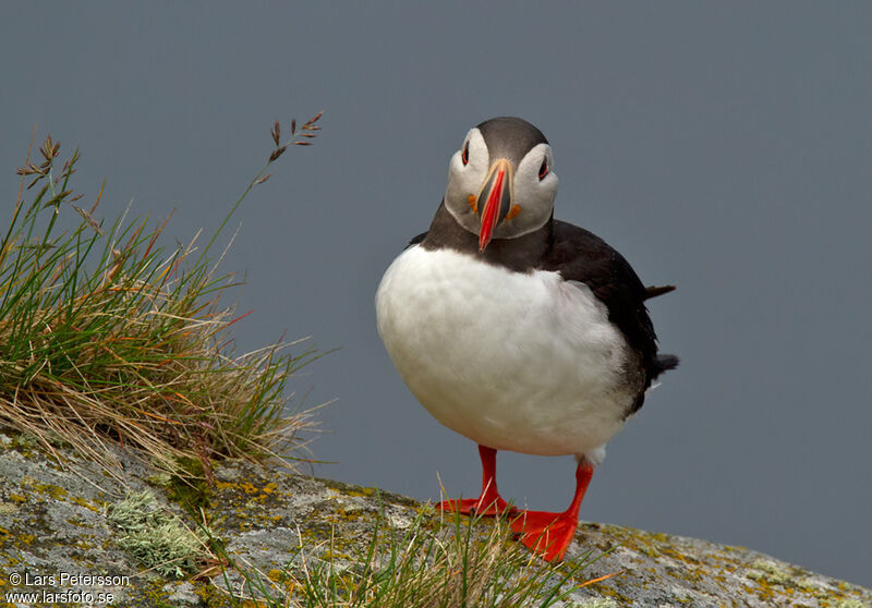 Atlantic Puffin