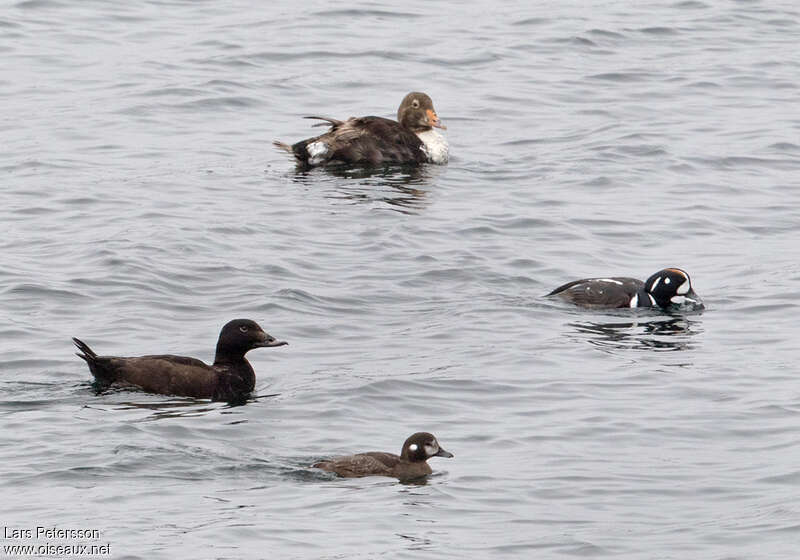 White-winged Scoter female, Behaviour