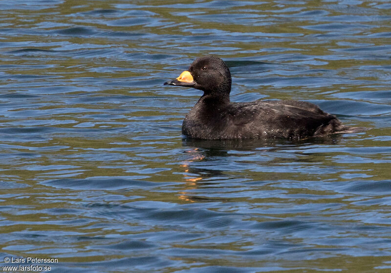 Black Scoter