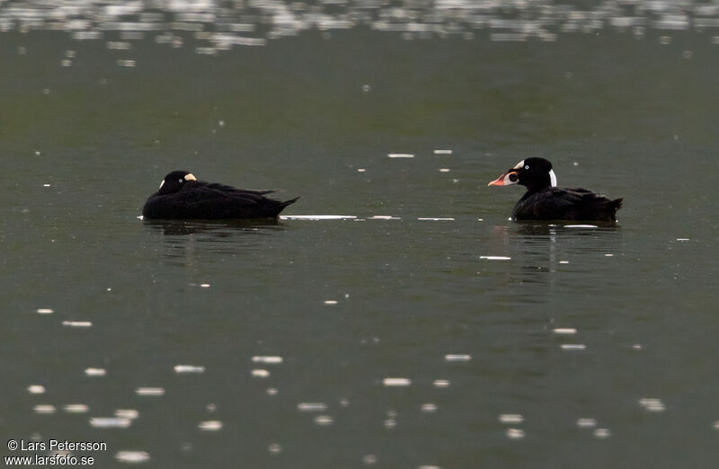 Surf Scoter