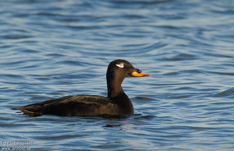 Velvet Scoter