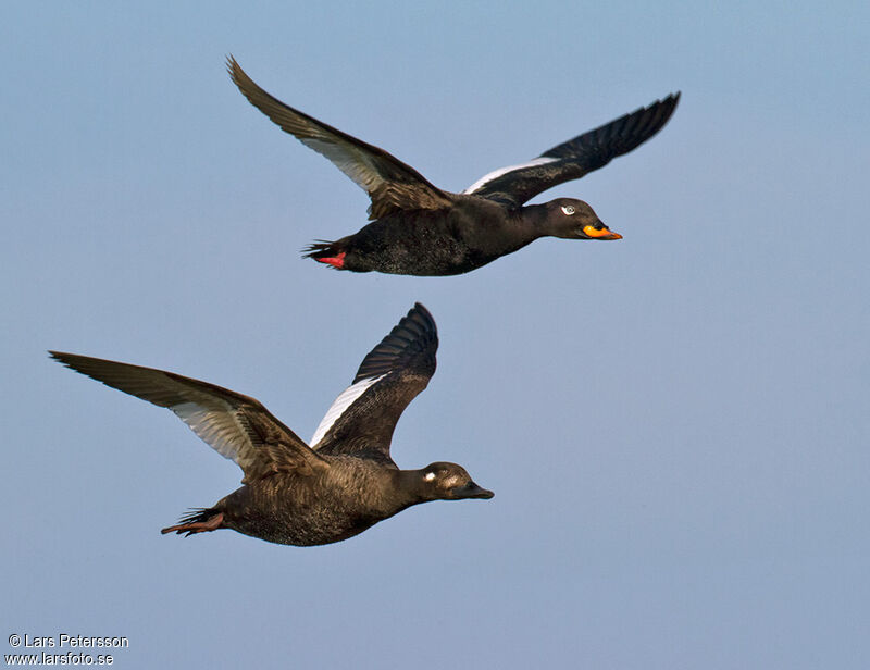 Velvet Scoter