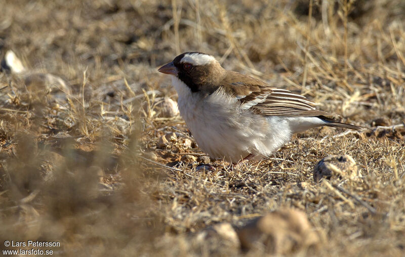 White-browed Sparrow-Weaver