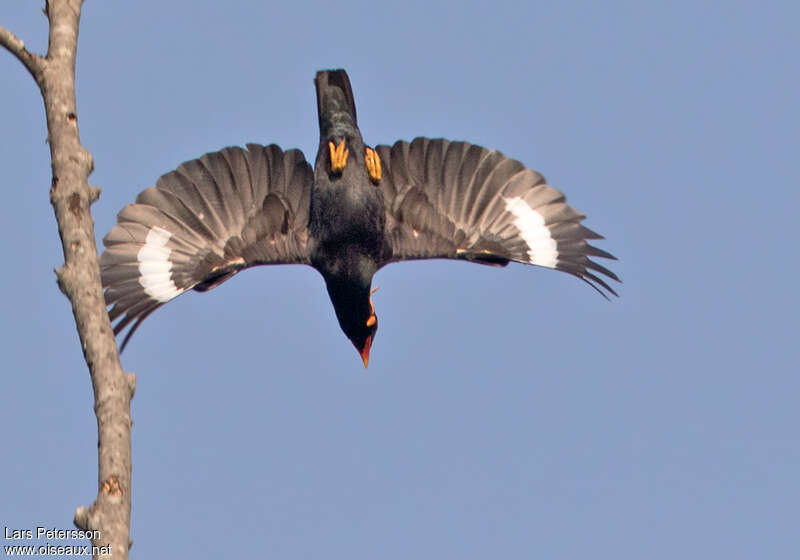 Common Hill Mynaadult, pigmentation, Flight