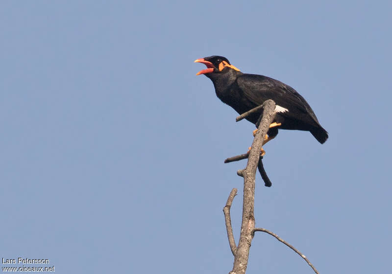 Common Hill Mynaadult breeding, pigmentation, song