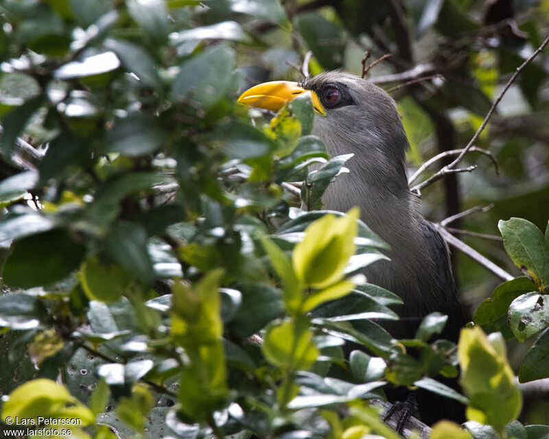 Green Malkoha