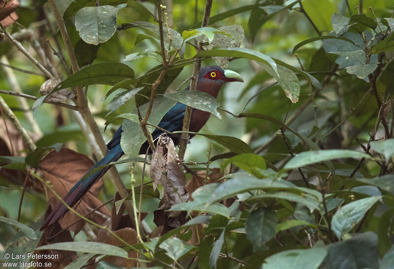 Chestnut-breasted Malkoha