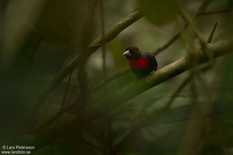 Blue-billed Malimbe