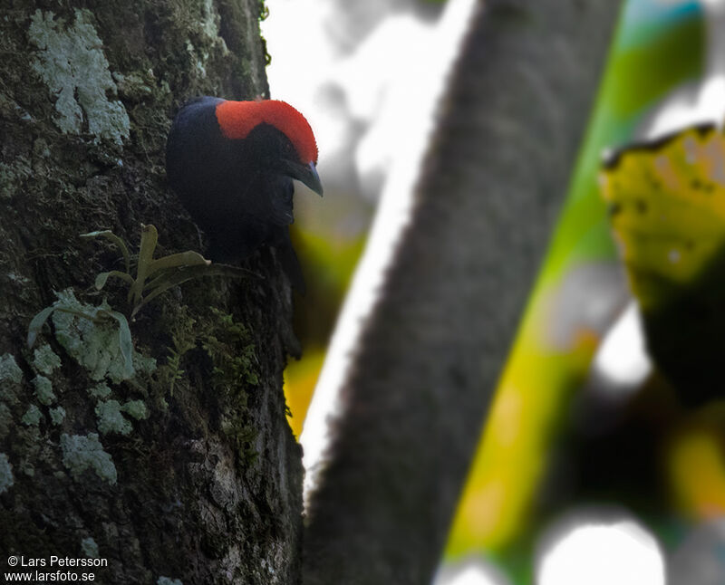 Red-headed Malimbe