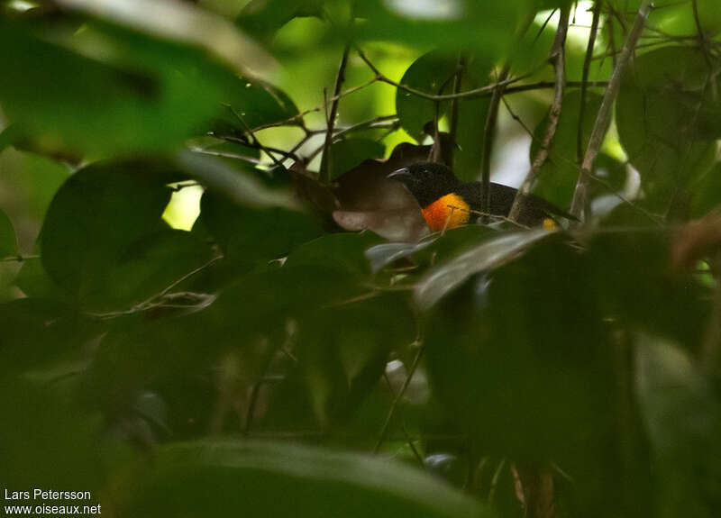 Malimbe de Rachel femelle adulte, identification