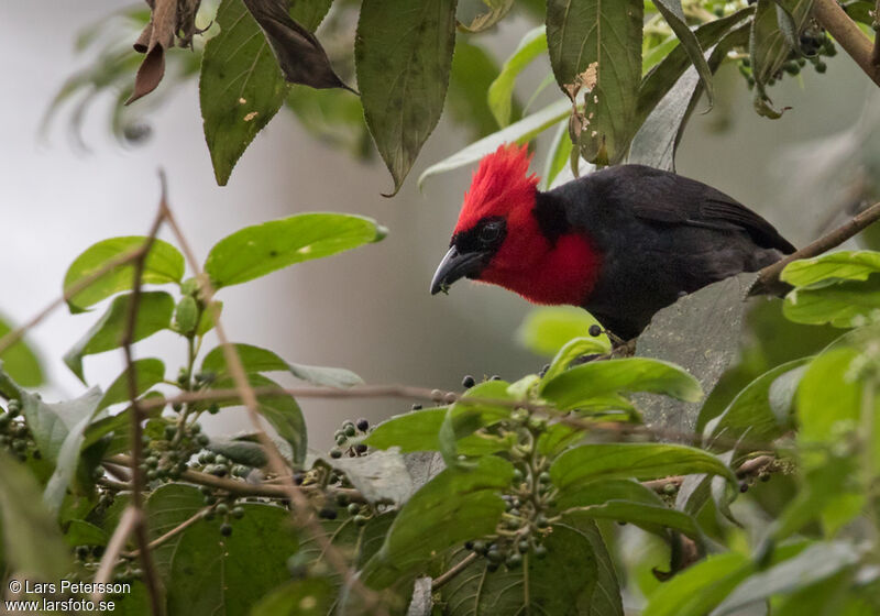 Crested Malimbe