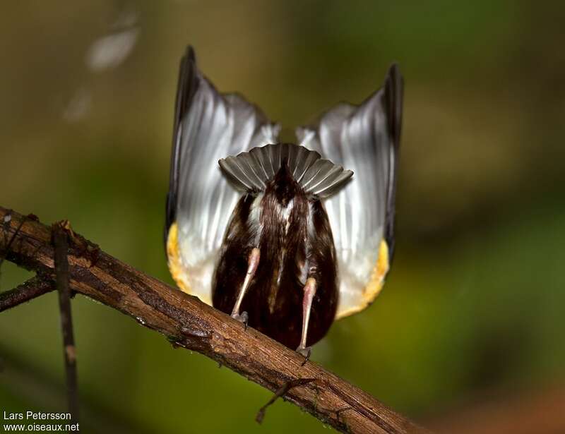 Club-winged Manakin male adult, courting display